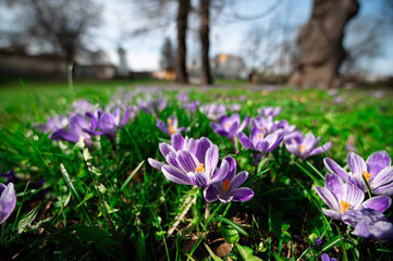 spring crocus flowers
