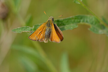 Large Skipper Butterfly. Green background