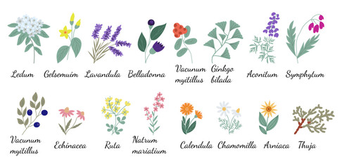 Set of icons of illustrations of plants and signatures of their names used in homeopathic medicine, hand-drawn in the style of flat. Collection of flowers and terms used in alternative medicine.