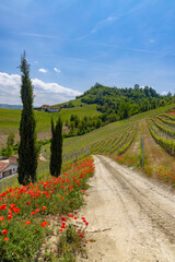 Typical vineyard near Castiglione Falletto, Barolo wine region, province of Cuneo, region of...