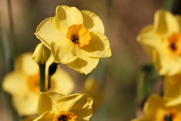 Spring flowers. Close up of daffodil flowers blooming in a garden. Flower background