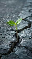 Resilience A fragile sapling growing through cracks in concrete