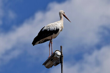 Meister Adebar steht auf einer Straßenbeleuchtung