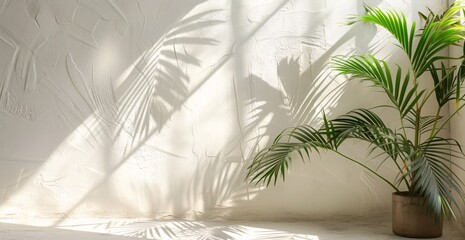 a plant shadows on a wall