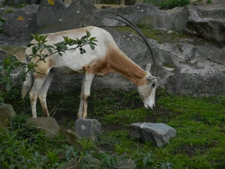 Fotobehang antelope in the zoo © Valeria