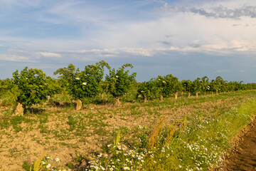 Fototapeta na wymiar Blooming elderberries orchard, Zemplin hills, Hungary