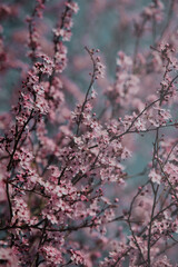 Rosa Kirschblüten im Nebel - Morgens im Park