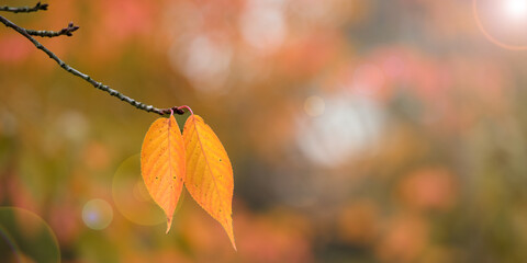 photography of two leaves on a branch in the autumn season