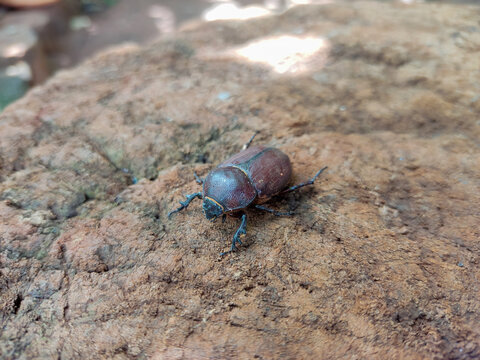 beetle on the ground