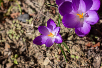 purple crocuses grow on a stony surface
