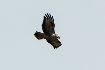 Buse variable,.Buteo buteo, Common Buzzard