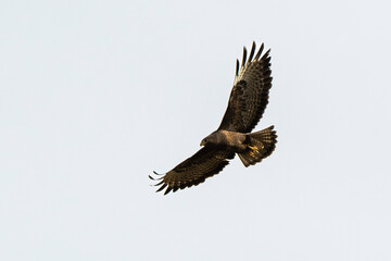Buse variable,.Buteo buteo, Common Buzzard