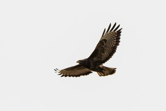 Buse variable,.Buteo buteo, Common Buzzard