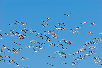 Flamant rose, .Phoenicopterus roseus, Greater Flamingo, Camargue, 13, Bouches du Rhone, France