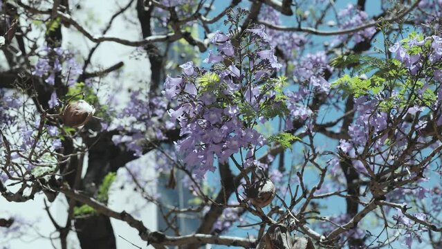Purple jacarandas bloom on the streets of Buenos Aires. Jacaranda flowers are a symbol of spring in Argentina.