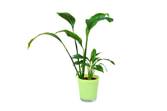 Flower in a pot with beautiful green leaves on white background - Spath , peace lily ( Spathiphyllum ) from Central and South America, Southeast Asia