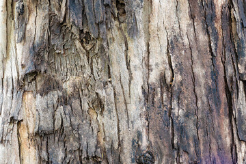 bark of a tree close op