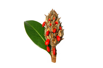 Isolated Magnolia seed with green leaf on white background © artmim