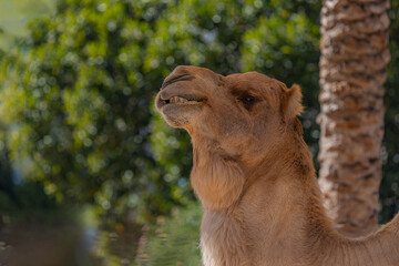 portrait of a camel close up