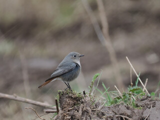 Hausrotschwanz  (Phoenicurus ochruros)