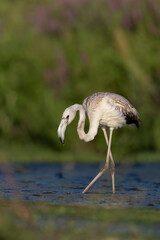 Young flamingo (Phoenicopterus roseus) with white plumage, resting along a river during migration.