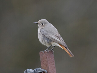 Hausrotschwanz  (Phoenicurus ochruros)