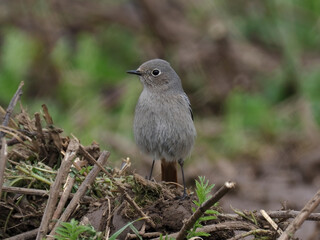 Hausrotschwanz  (Phoenicurus ochruros)