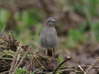 Hausrotschwanz  (Phoenicurus ochruros)