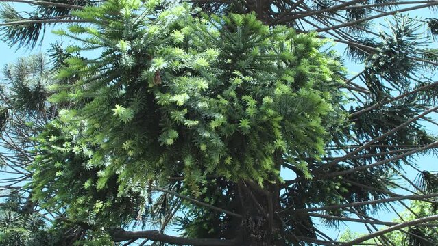 Araucaria evergreen coniferous thorny tree, Buenos Aires, Argentina.