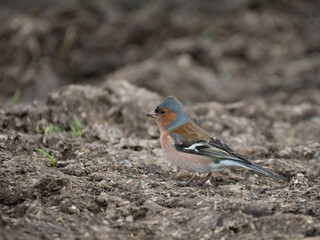 Buchfink (Fringilla coelebs)