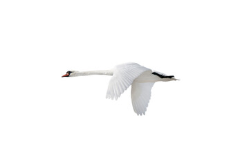 swan in flight isolated on white background - 759092211