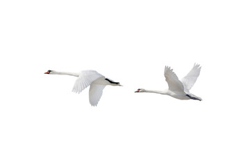 two swan in flight isolated on white background