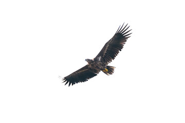 White-tailed eagle flight isolated on white background - 759092249