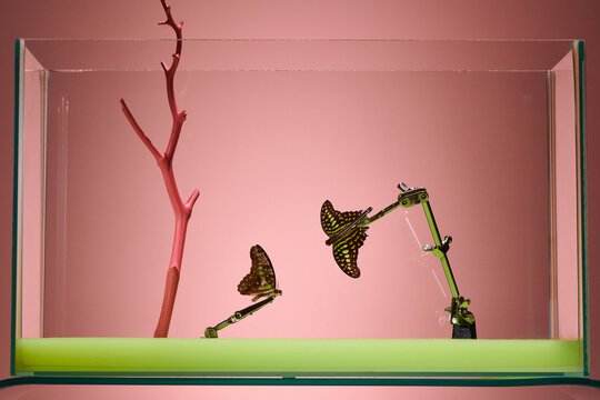 Metal clip holds butterfly over green surface