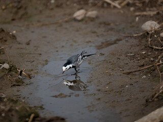 Bachstelze (Motacilla alba)  
