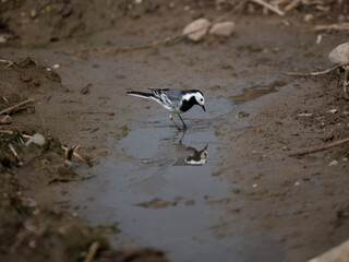 Bachstelze (Motacilla alba)  
