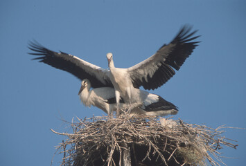 stork in the nest, white stork (Ciconia ciconia), adult bird in a stork nest with young storks Alghero, Sardinia, Iraly-