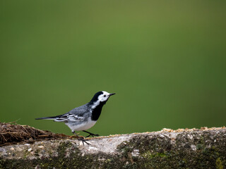 Bachstelze (Motacilla alba)  
