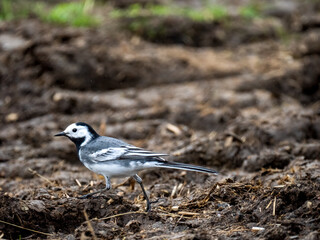 Bachstelze (Motacilla alba)  
