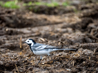 Bachstelze (Motacilla alba)  
