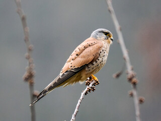 Turmfalke (Falco tinnunculus)