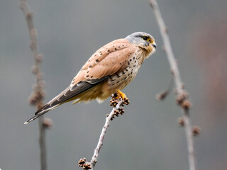 Turmfalke (Falco tinnunculus)