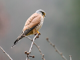 Turmfalke (Falco tinnunculus)