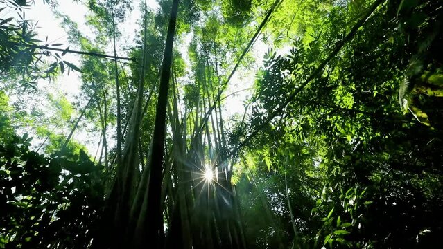 Sun rays shining through bamboo forest