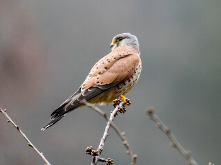 Turmfalke (Falco tinnunculus)