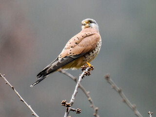 Turmfalke (Falco tinnunculus)