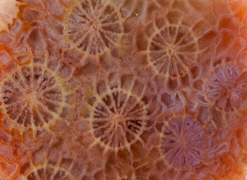 Unique natural agatized fossil coral detailed texture
