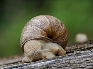 Weinbergschnecke (Helix pomatia)
