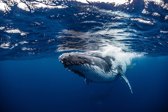 White Humpback Whale