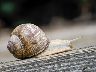 Weinbergschnecke (Helix pomatia)
